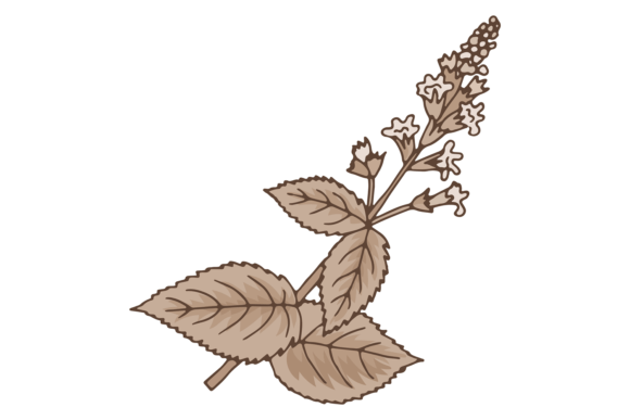 Download Urtica Herb. Fresh Organic Botany. Plant - Botany Collection