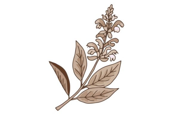 Download Sage Plant Illustration. Medical Botany. - Botany Collection